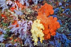 Soft Coral capitol of the World by Larry Polster 